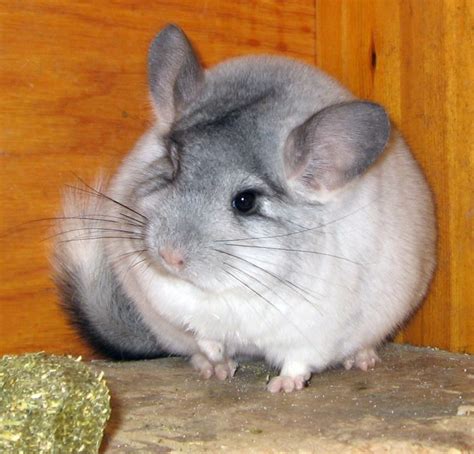 Chinchillas Learn About Nature