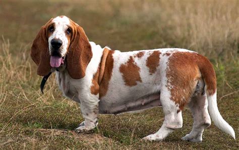 Basset Hound Dog Breed Information And Facts Pictures Pets Feed