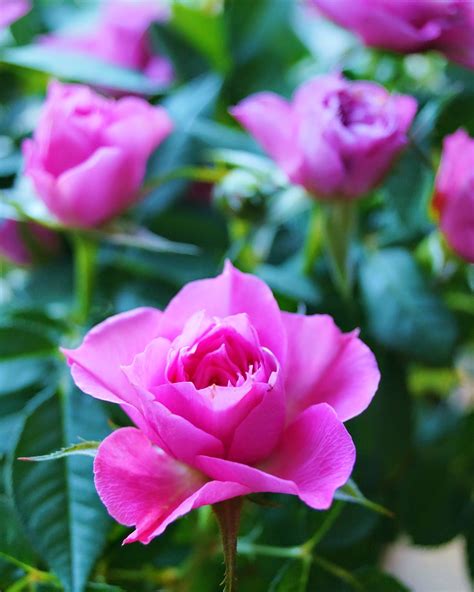 Grow Our Own ~ An Ecotherapy Blog How To Grow Miniature Roses