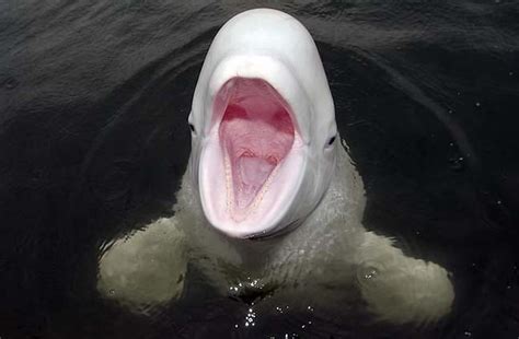 Beluga Whale Delphinapterus Leucas Japan Sea Far East Flickr