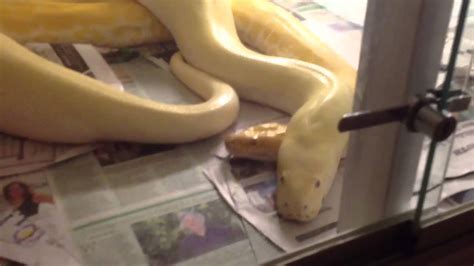 Ivory Burmese Python Breeding Youtube