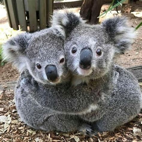 Koalas 🐨 On Instagram Caption This🐨 👕check Out Our T Shirts 👆link In