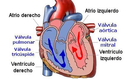 Las Nuevas Válvulas Cardíacas Que Se Implantan Sin Operar A Corazón