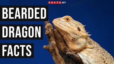 Bearded Dragon Facts About These Exotic Reptiles Youtube