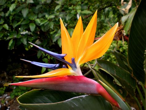 Pin By Kathryn Letson On Flowers Birds Of Paradise Beautiful Tree