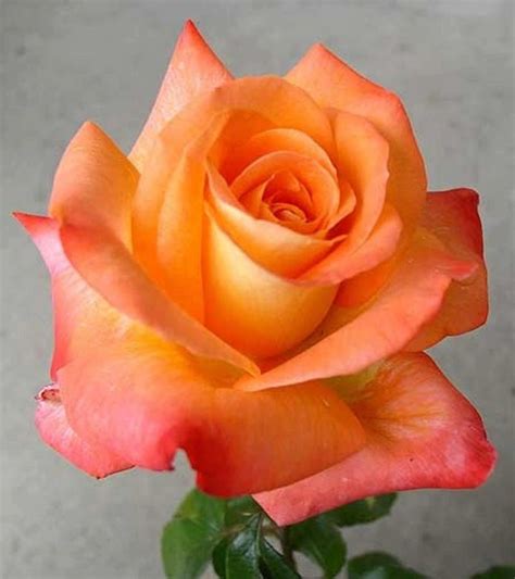 12 Best Roses Peach Colored Images On Pinterest Beautiful Flowers