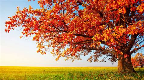 Beautiful colors of nature hd desktop background. HD Wallpapers 1080p Nature autumn - Mobile wallpapers
