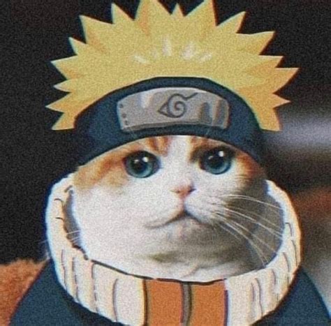 Naruto Cat Cat Day Cats Cat Collars