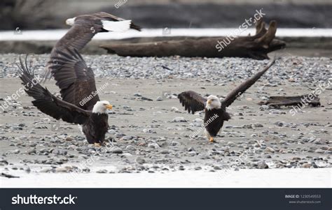 Two Bald Eagles Standing Facing Each库存照片1230549553 Shutterstock
