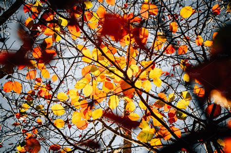 Autumn Leaves Falling High Quality Nature Stock Photos Creative Market