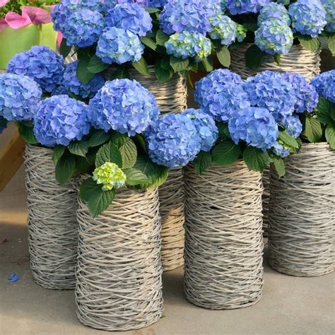 Nikko Blue Hydrangeas For Sale
