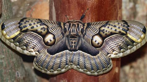 The Incredible Variety Of Uniquely Beautiful Moths