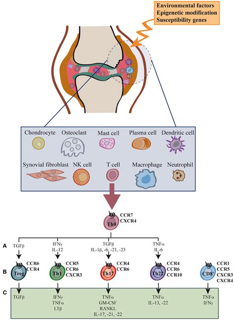Frontiers T Cell Migration In Rheumatoid Arthritis Immunology