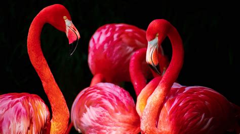 Ingyenes Háttérképek Madarak állatok Piros Rózsaszín Flamingók