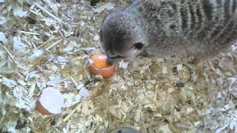 Meerkats Eating Eggs Youtube