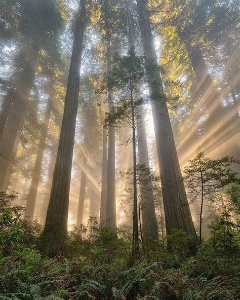 Sunlight Through The Redwoods In Redwood National Park California