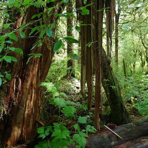 Alaska Rainforest Sanctuary Ketchikan 2022 Alles Wat U Moet Weten