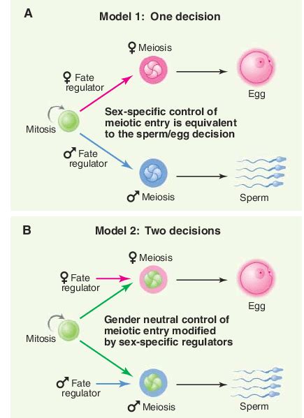 Germ Cell Fate Decisions As Germ Cells Mature They Enter Meiosis And