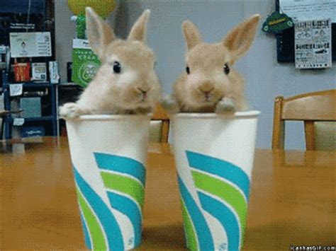 No reposts from this months top posts or the all time top 100. cute rabbits rabbit gif | WiffleGif