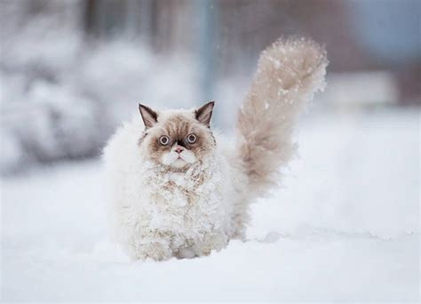 This Persian Cat Discovers Snow For The First Time Bored