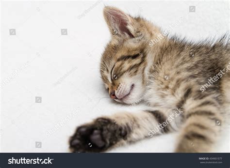 Portrait Of A Young Norwegian Forest Kitten During Sleep