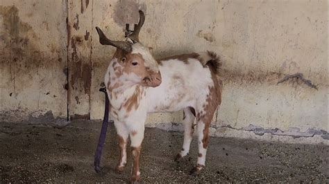 Barbare Bakro Ka Sabse Bada Collection At Ib Goat Farm Dongri Mumbai