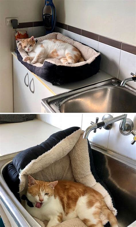 Cats In Unexpected Places Animals