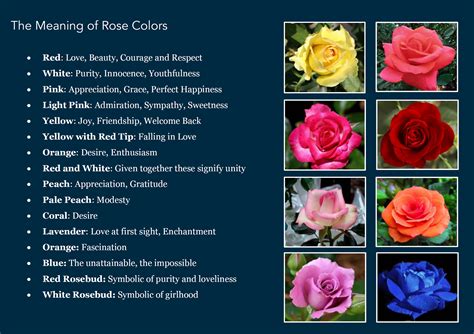 The meaning of rose colors | Rose color meanings, Rose meaning, Color meanings
