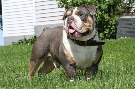 The olde english bulldogge was the result of crosses between english bulldogs, american bulldogs, american pit bull terriers, and bullmastiffs. Blue tri male. | English bulldog, Bulldog, Olde english ...