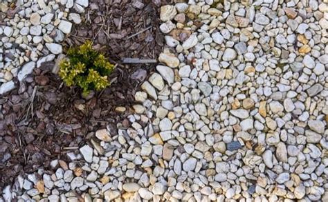 The question is it manufactured with. Bark Mulch Vs. Rock Mulch