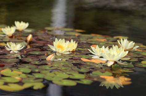 Water Lilies Hd Wallpapers Backgrounds