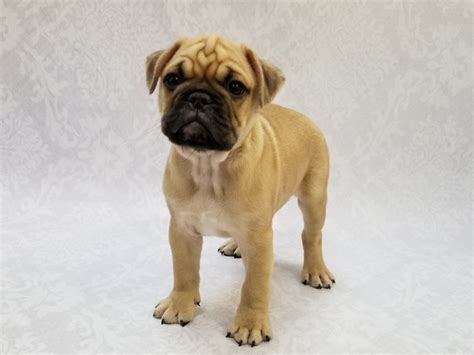 Mini Bulldog-DOG-Male-Fawn-2755809-Petland Bradenton