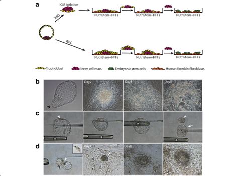 Derivation Of Hescs By Wec And Mid A Process Of Hesc Derivation From