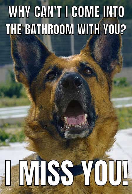 Over 65 Of The Best Funny Dog Memes That Will Have You Laughing Bl