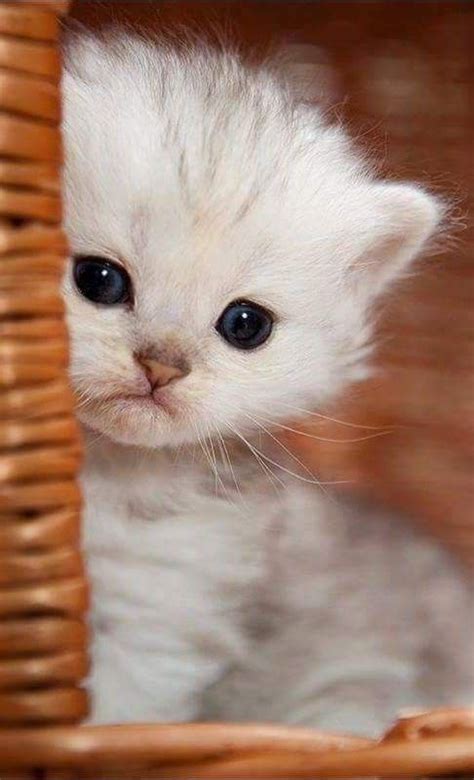 Pin By Carrie On Animals Kittens Cutest Cute Cats Cute Cats And Kittens
