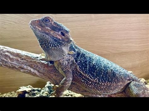 BEGINNER REPTILES - YouTube