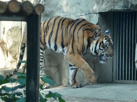 Panthera Tigris Amoyensis Chinese Tiger In Zoos