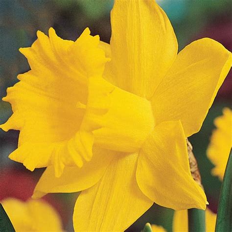 Brecks Colossal Daffodil Premium Dutch Flower Bulbs