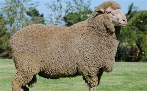 Rambouillet, breed of sheep, developed from selections of a few hundred of the best merino sheep of spain in 1786 and 1799 by the french government at its national sheepfold at rambouillet, france. Exotic Sheep Breeds information Guide | Agri Farming