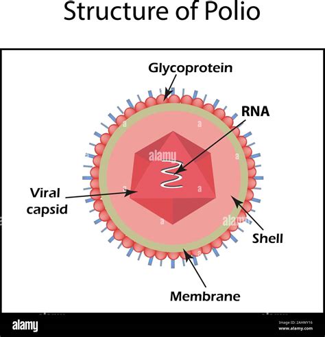 La Estructura Del Virus De La Poliomielitis Enterovirus La Infografía