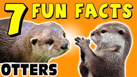7 Fun Facts About Otters Otter Facts For Kids Cute Cuteness