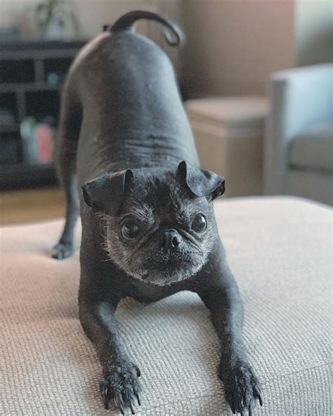 This Hairless Pug Shows The World That Bald Is Beautiful Any Dog