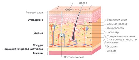 Наука Корнеотерапия Строение кожи и ее функции