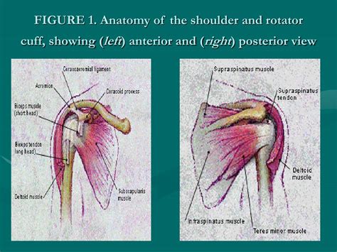 Shoulder Tendon Anatomy Understanding Rotator Cuff Tendinopathy And
