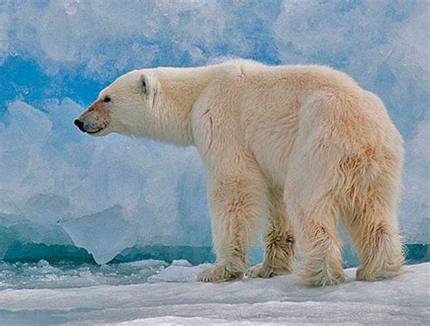 Studies Suggest That Millions Of Years Ago Polar Bears Had Possessed