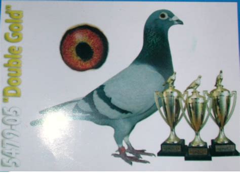 Racing Pigeons For Sale China Is Buying The Best Racing Pigeons From