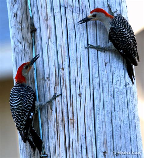 Red Bellied Woodpeckers Noni Cay Photography