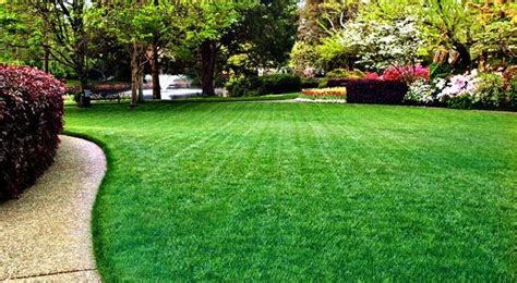 Tips To Maintain A Beautiful Green Grass Lawn Green Diary Green