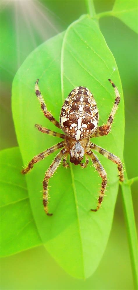 Picture Of A Garden Spider About Wild Animals