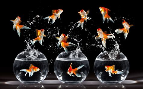 Norooz Goldfish Wallpaper Fish Wallpaper Golden Fish